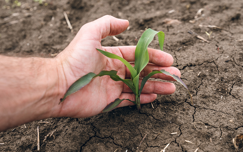 CAN fertilizer top dressing application on corn