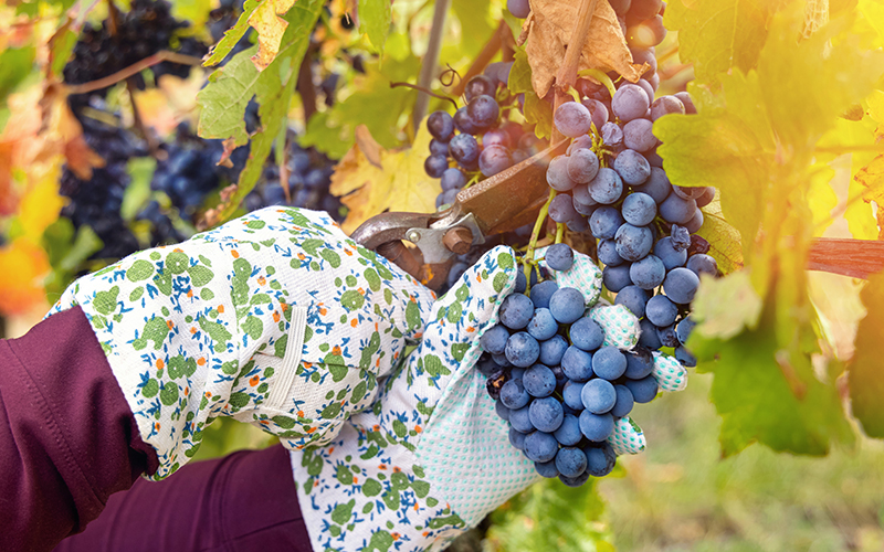 Chloride sensitive vineyard suitable for SOP potash