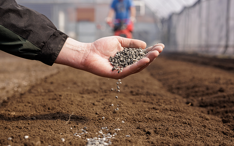DAP fertilizer basal application in wheat field