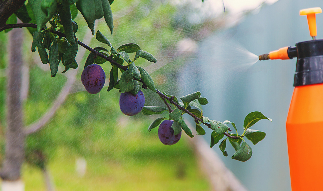 MKP foliar spray application on flowering fruit crop