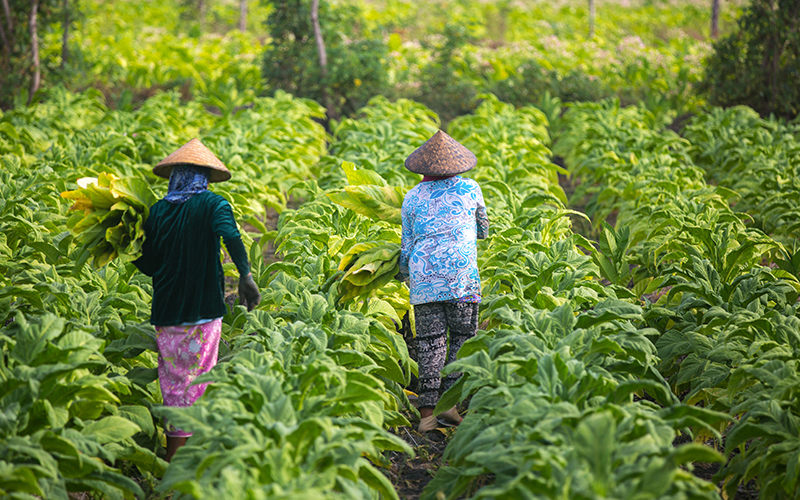 SOP applied on chloride sensitive tobacco and orchard crops