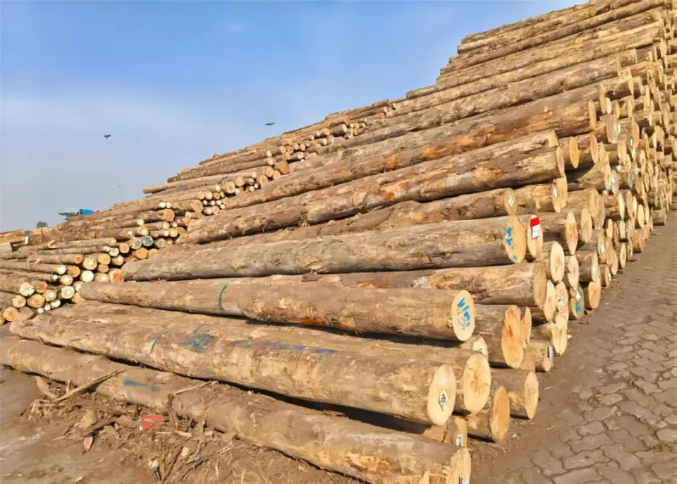 A Promising Start! Over 100,000 Cubic Meters of Timber Arrived Successfully!