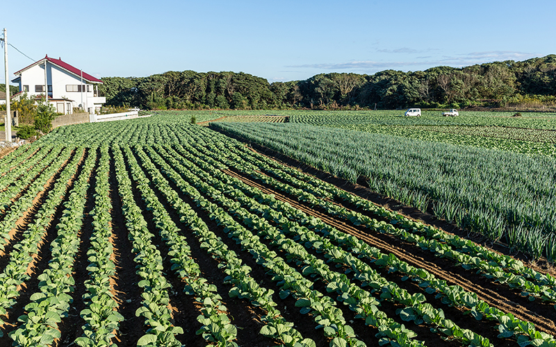 Vegetable crops thriving with NPK compound fertilizer