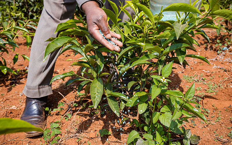 Ammonium sulfate applied on acidic soil tea plantation
