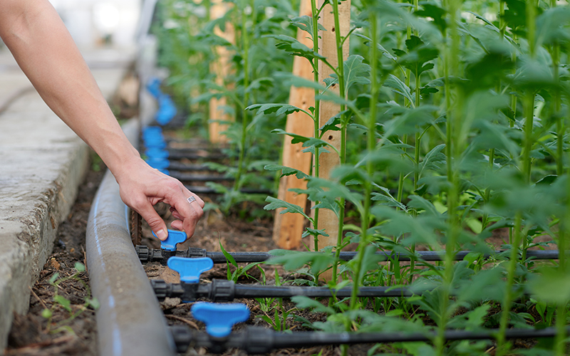 Water soluble fertilizer applied via drip irrigation in greenhouse